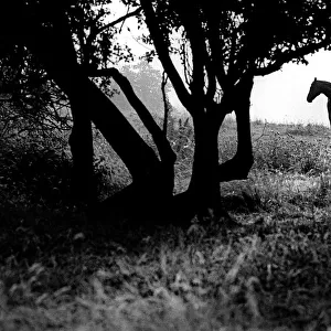 Horse beneath the trees in field in the village of Nettleton