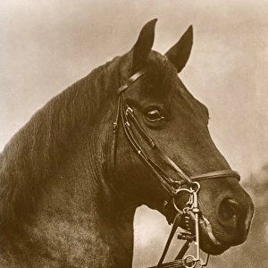 Horse wearing a Straight sided Weymouth Bridle