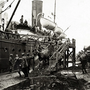 Horses disembarking from a ship