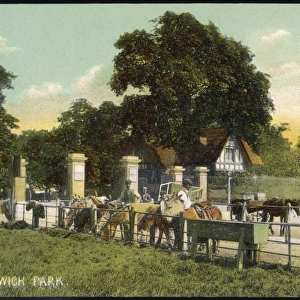 Horses at Greenwich Park
