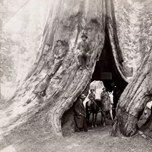 Horses, riders, hollow of big tree, Mariposa Grove, California