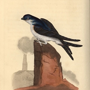 House martin, Delichon urbicum, perched on top of a chimney
