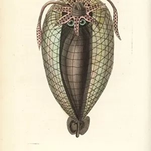 Humboldt squid, Dosidicus gigas