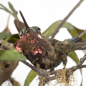 Hummingbird specimen