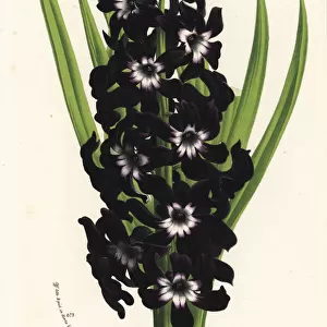 Hyacinth cultivar, Lord Melville, Hyacinthus orientalis