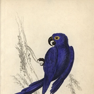 Hyacinth macaw, Anodorhynchus hyacinthinus Endangered