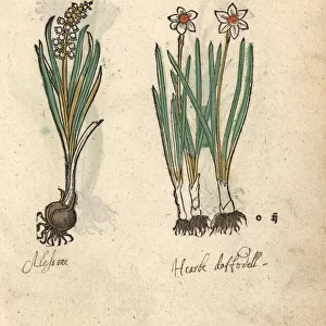 Hyacinth variety, Hyacinthus minor, and daffodil