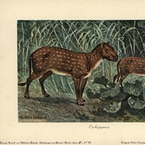Hyracotherium or Eohippus, the dawn horse