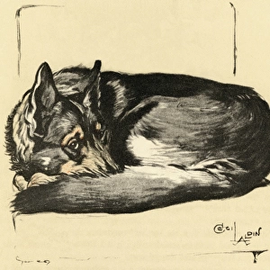 Illustration by Cecil Aldin, Alsatian curled up