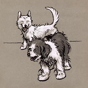 Illustration by Cecil Aldin, The Bobtail Puppy Book