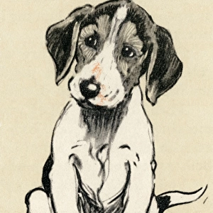 Illustration by Cecil Aldin, foxhound puppy