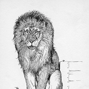 Illustration by Cecil Aldin, The Lion