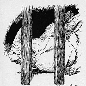 Illustration by Cecil Aldin, The Rhinoceros