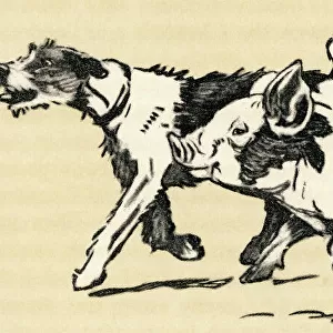 Illustration by Cecil Aldin, terrier and pig