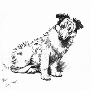 Illustration of a Collie puppy by Cecil Aldin