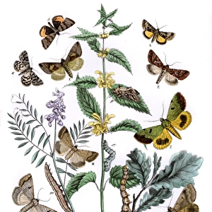 Illustration, Plusiidae -- Ophiusidae -- Toxocampidae