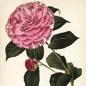 Imbricata hybrid camellia, Camellia japonica imbricata