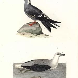 Laridae Metal Print Collection: Inca Tern