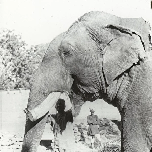India - Tusked elephant, feeding (study of head), Gwalior