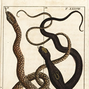 Indian cobra and Malayan vine snake