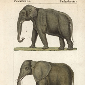 Indian elephant, Elephas maximus indicus