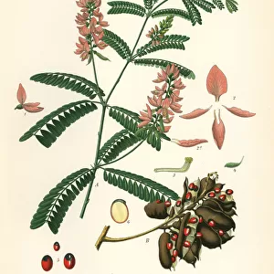 Indian licorice, Abrus precatorius