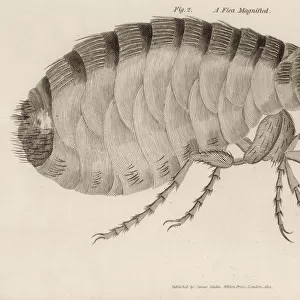 Insects / Flea