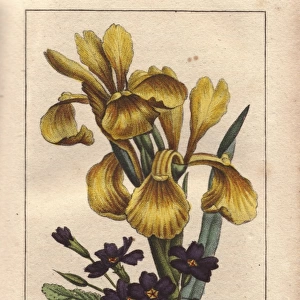 Iris and primrose, Iris pseudacorus and Primula vulgaris