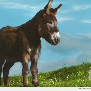 An Irish Donkey