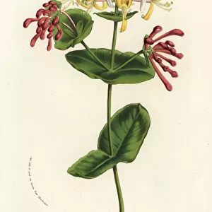 Italian honeysuckle, Lonicera caprifolium