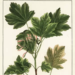 Italian maple, Acer opalus