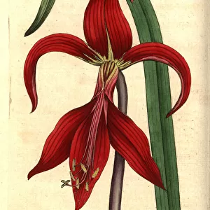 Jacobean lily or Aztec lily, Sprekelia formosissima