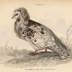 Jacobin pigeon, Columba cucullata Jacobina, fancy pigeon