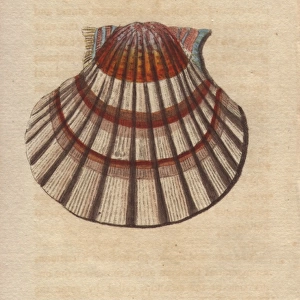 Jacobine shell or scallop, Pectens or Escallops