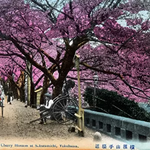 Japan - Cherry Blossom at Sakura-michi, Yokohama