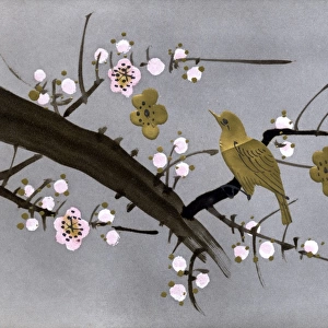 Japanese art postcard - Golden bird perched in blossom tree