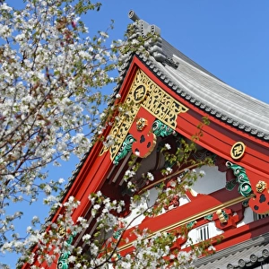 Japanese Cherry blossom, Sensoji Asakusa Temple, Tokyo