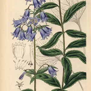 Japanese lady bell, Adenophora triphylla