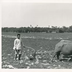 Java, Indonesia - Ploughing with a team of oxen