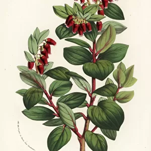 Java mountain lingonberry, Vaccinium erythrinum