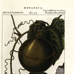 Javillo or antidote caccoon fruit, Fevillea cordifolia