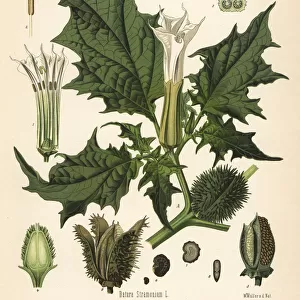 Jimson weed, Datura stramonium