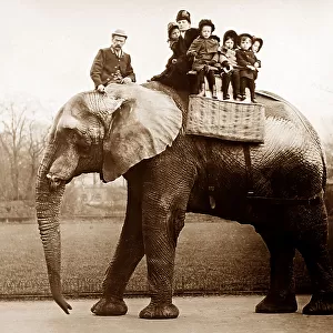 Jumbo the elephant