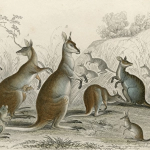Kangaroos Various 19C