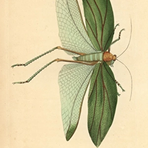 Katydid, Stilpnochlora laurifolia
