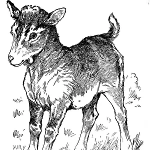 A kid (young goat)