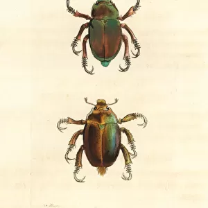 King Christmas beetle and Christmas beetle