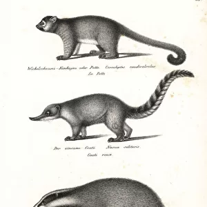 Kinkajou, South American coati and badger