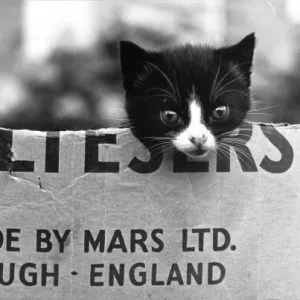 Kitten in a Maltesers cardboard box