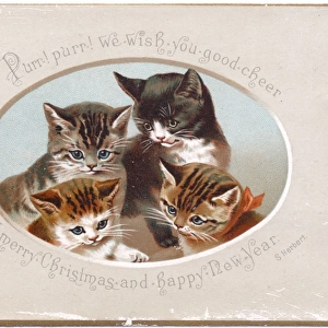 Four kittens on a Christmas card